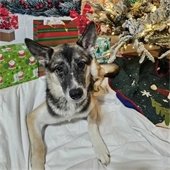 Donation and Community Support Help Save Dog's Life