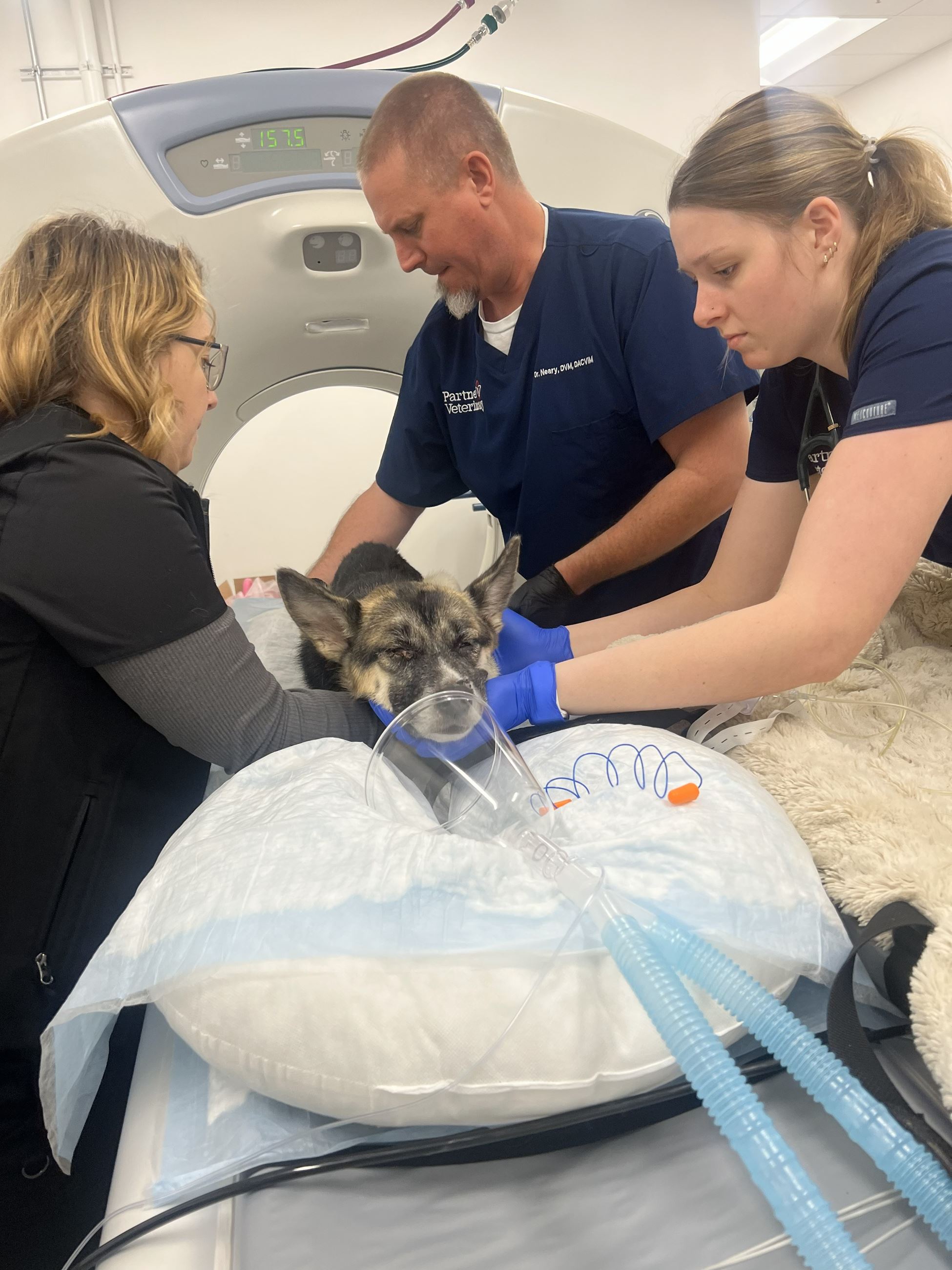 Noel at Partner Veterinary