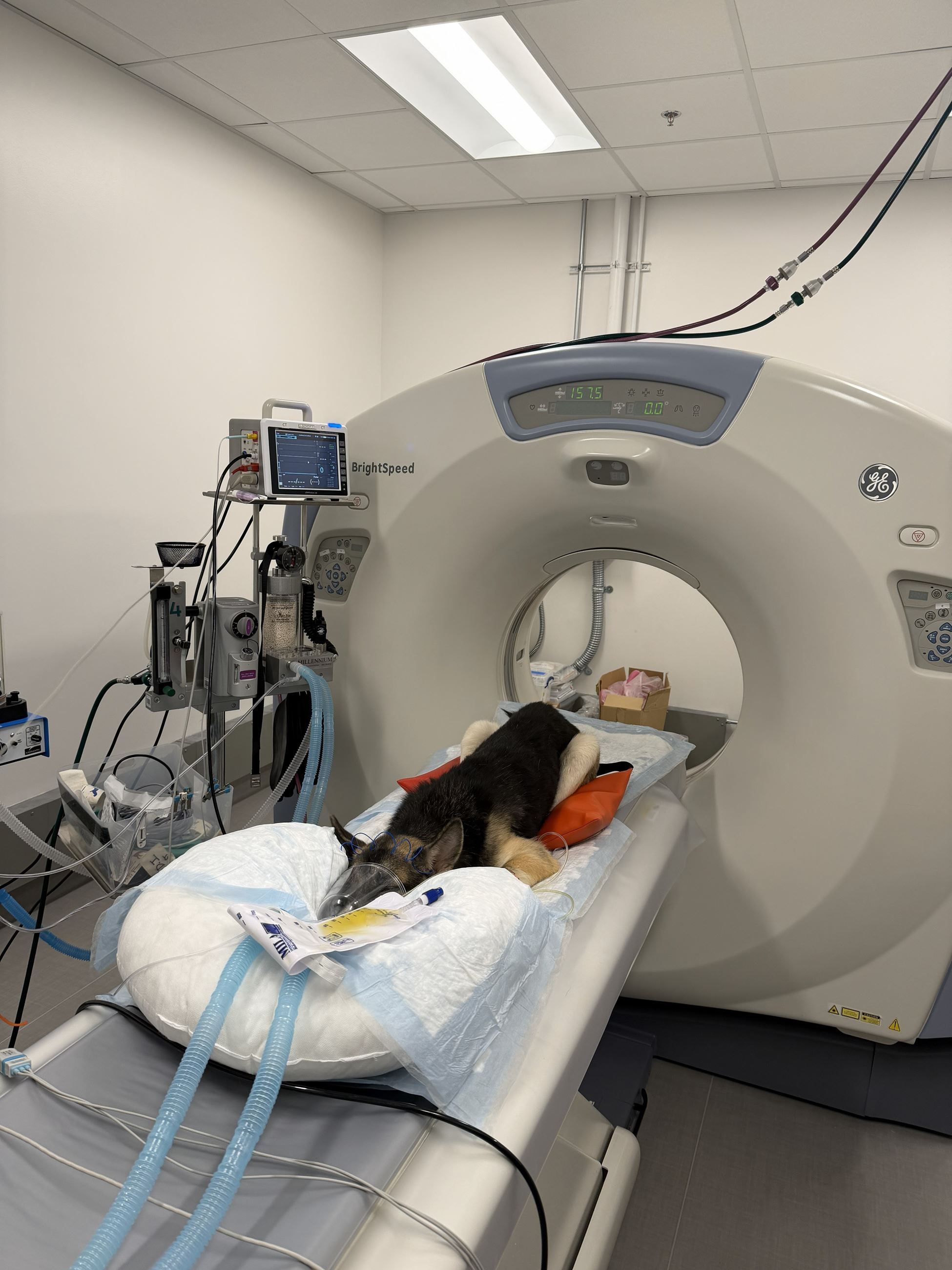 Noel at Partner Veterinary 2