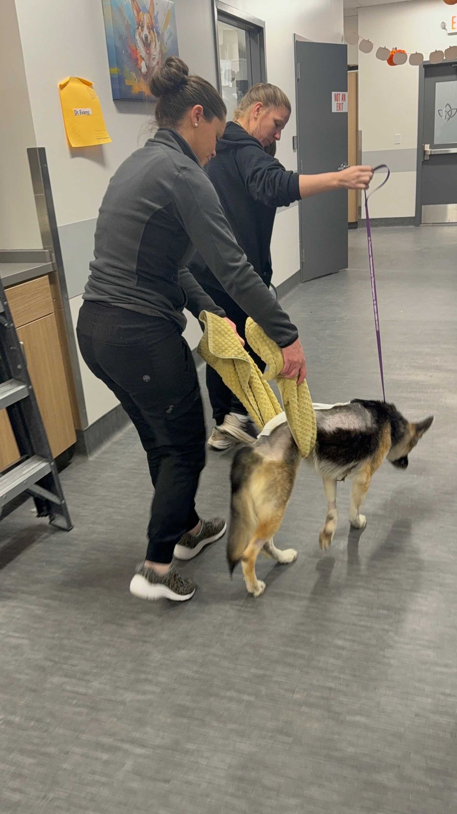 Noel at Partner Veterinary 3